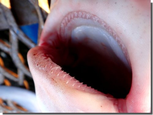 【珍魚続出!】伊豆でサメを狙ったら変わった魚が釣れた話