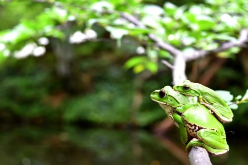 滋賀にてモリアオガエル観察
