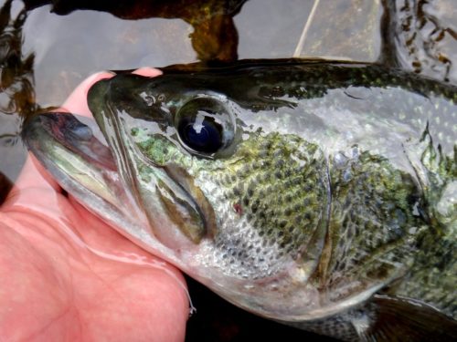【人生初60アップ!】琵琶湖でバス釣り