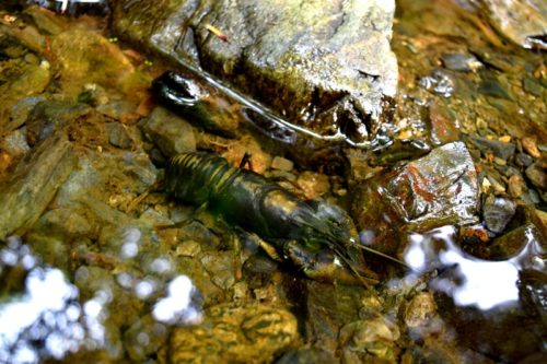 淡海湖のタンカイザリガニ