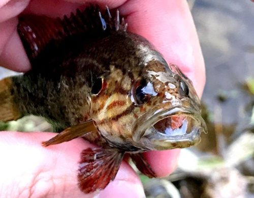 オヤニラミ釣りと春の兆し