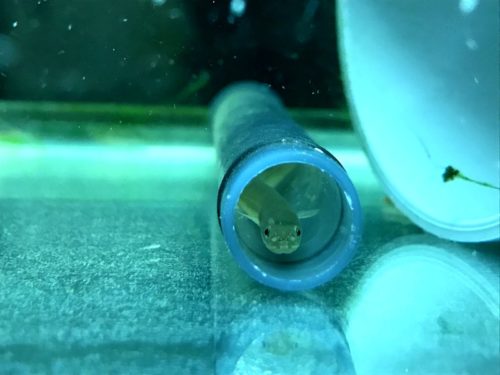 【大量のウナギ】石垣のすべての穴から顔を覗かせるウナギの話