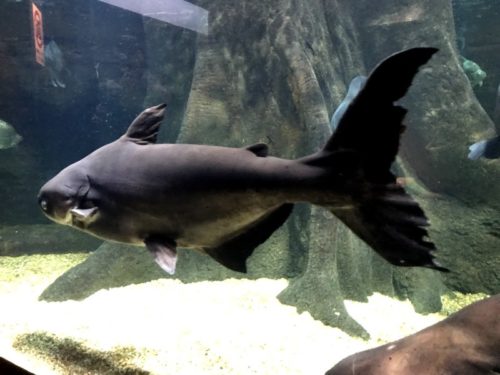 アクア・トトぎふ、“世界のナマズ大紀行”に行ってみた