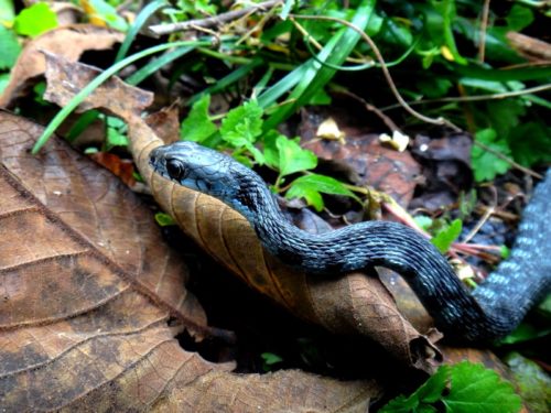 『ヤマカガシ』