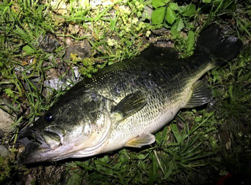 【意外と美味？】ブラックバスを食べてみた