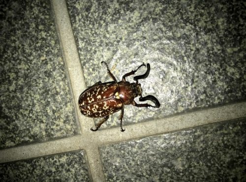 【危機一髪】出張先でイノシシに追いかけられた