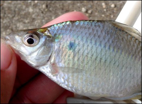 霞ケ浦にて、“香ばしい”オオタナゴ釣り