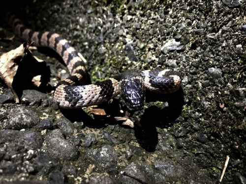 幻のヘビ “シロマダラ”  を探して