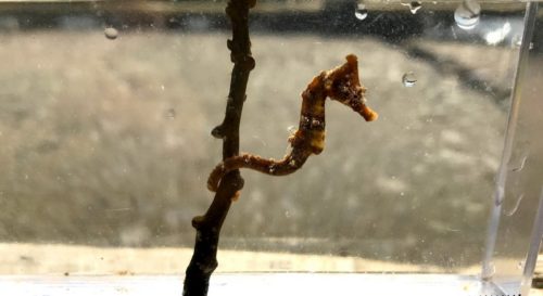 【珍魚の中の珍魚】タツノオトシゴ探し