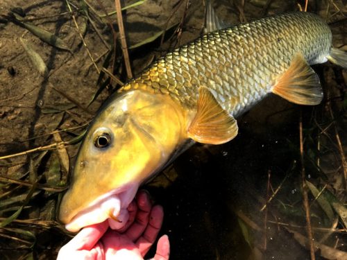 オヤニラミを釣っていたら思わぬ大物が釣れてしまった件