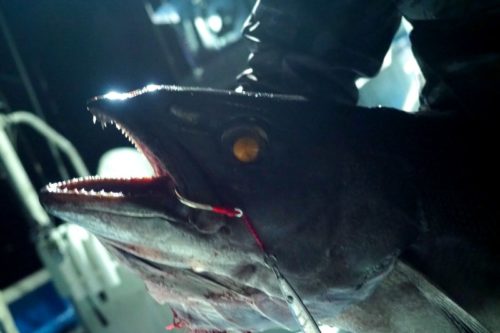 【思わぬ爆釣!】バラムツ釣りin駿河湾