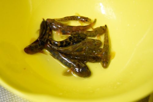 ガサガサの常連「ヨシノボリ」を食べてみた