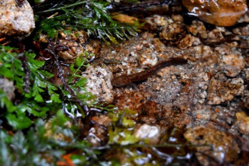 今年初、ヒダサンショウウオ探し
