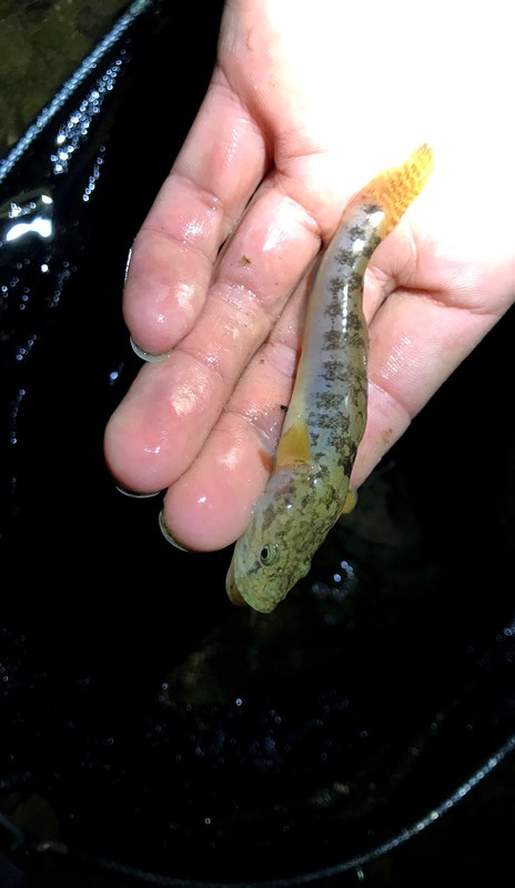 悲劇 淡路島にコブダイを釣りに行った がしかし トトコレ