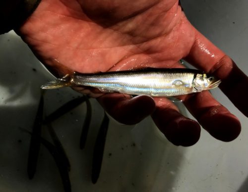 【お手軽かつ美味】琵琶湖でコアユ採り