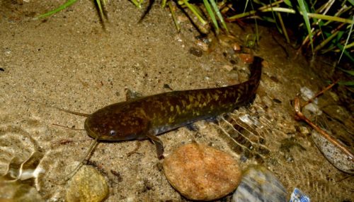【噂の新種】タニガワナマズ釣り