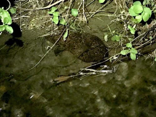 民家の近くにオオサンショウウオ