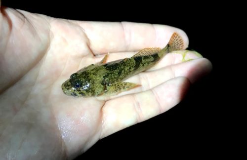 琵琶湖のビワコオオナマズ釣り 2018 ②