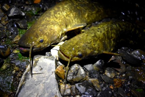 【意外とエキサイティング】イワトコナマズ釣り