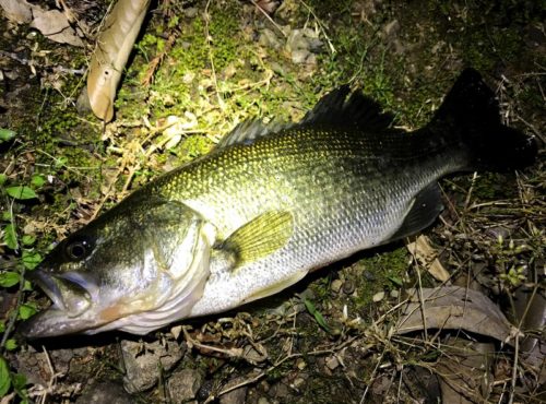琵琶湖のビワコオオナマズ釣り 2018 ③ ④