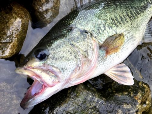琵琶湖のビワコオオナマズ釣り 2018 ⑤
