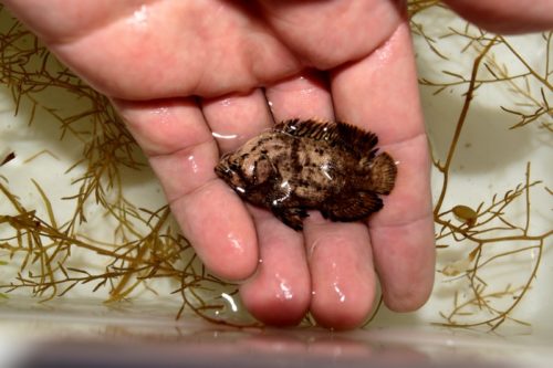 三重の漁港にて“マツダイ”採集