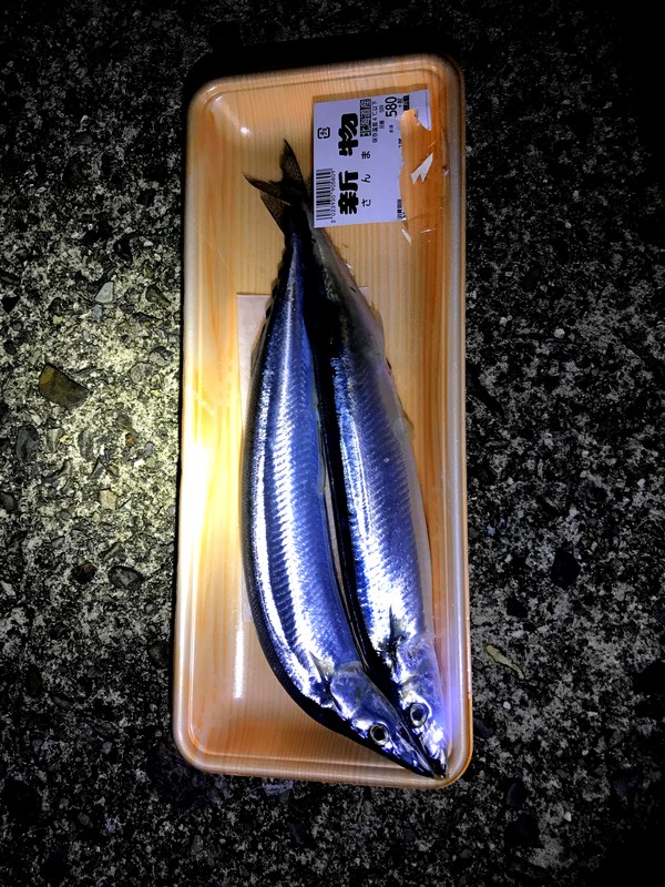 三重でネコザメ釣りしてたら変わった魚が釣れた件 トトコレ