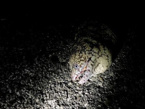 三重でネコザメ釣りしてたら変わった魚が釣れた件