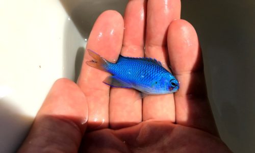 ソラスズメダイ釣り