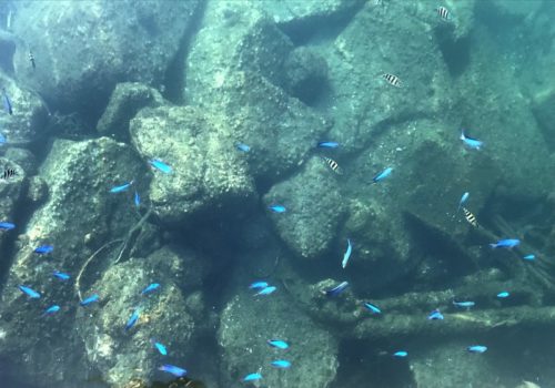 海水魚採集 in 三重