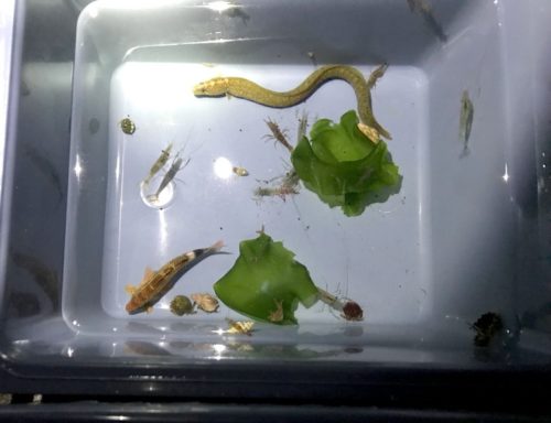 海水魚採集 in 福井