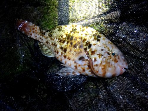 海水魚採集 in 和歌山