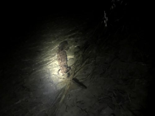 北海道で出会った謎のドジョウ“フクドジョウ”