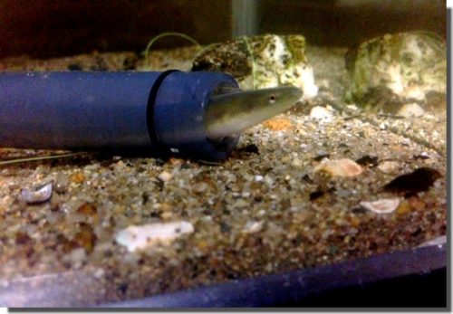 餌付かないウナギに養殖場でも使ってる餌を試す