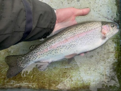 癒しの釣りと思いきや大苦戦、“朽木渓流魚センター”