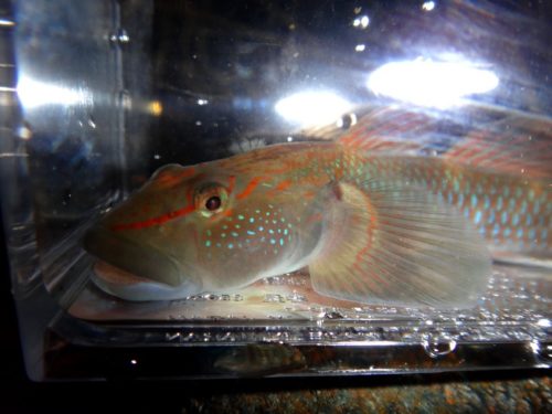 川の宝石“ルリヨシノボリ”を探して