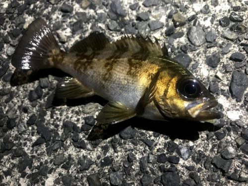 冬の鳥取で“メバル釣り”を慣行する