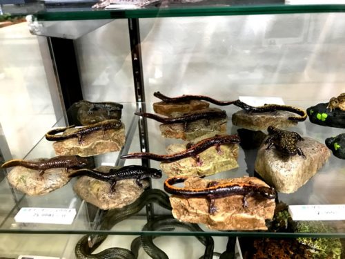 かすう工房　タケオキクチ　金魚と蛙のリバーシブルトップ かすう工房 タケオキクチ 金魚と蛙のリバーシブルトップ