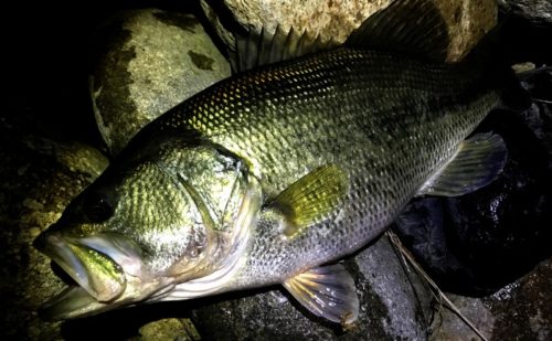 開幕!春のバス釣り in 琵琶湖