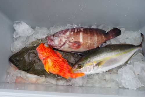 南伊勢で「ビンチョウマグロ」ジギング!