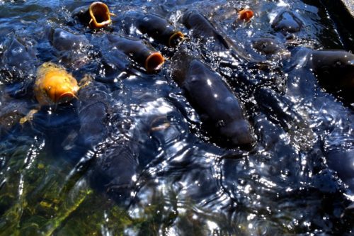 淡水魚と触れ合いたいならココ!「南郷水産センター」に行ってみた