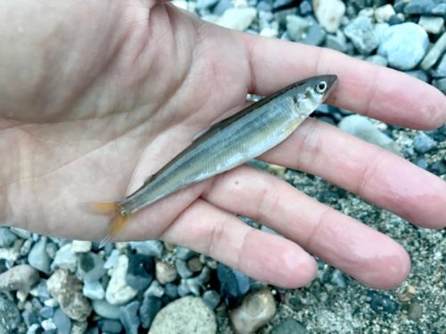 琵琶湖のコアユ、大量接岸中