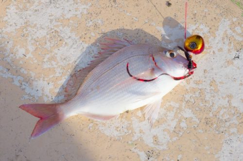 【美味しい魚続出！】鯛ラバｆｉｓｈｉｎｇ！