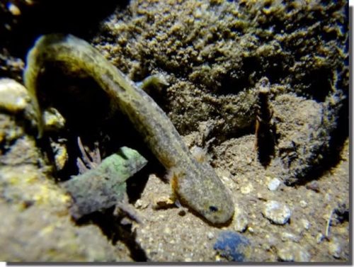 オオダイガハラサンショウウオ採集 ～third challenge～