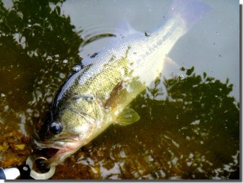 岡山のバス釣り事情