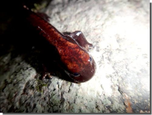 サンショウウオ成分を補給してきた