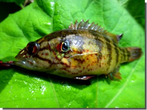 魅力あふれる淡水魚 オヤニラミ の飼い方 トトコレ