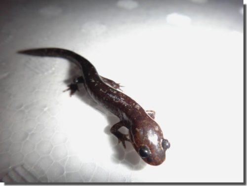 イシヅチサンショウウオのちび子、上陸