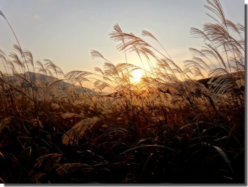 金色の野に降りたつべし　～曽爾高原～