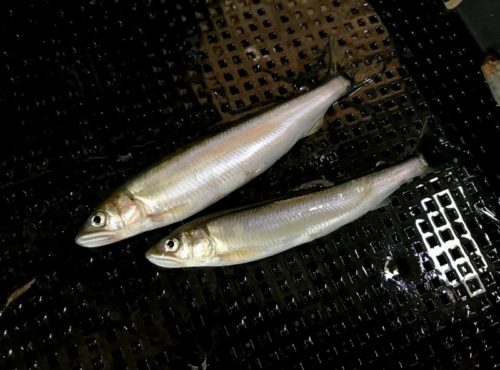 投網でコアユを狙う! in 琵琶湖